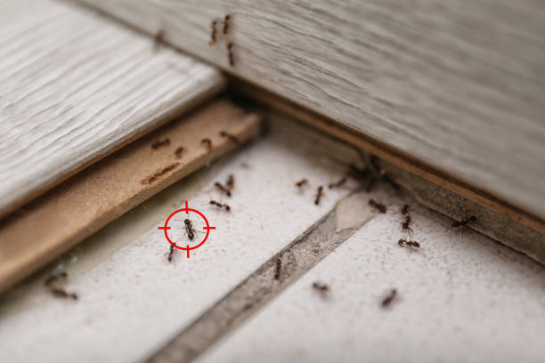 Best Pest Control Treatment  in Mountain View, HI