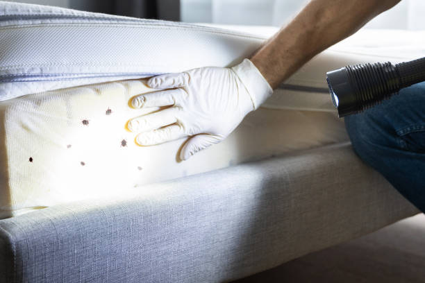 Best Ant Control Services  in Mountain View, HI
