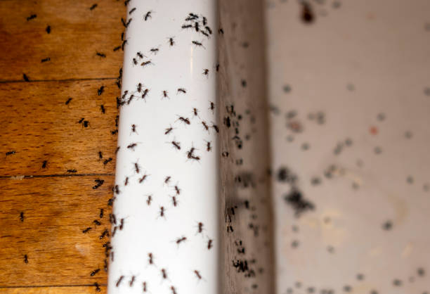 Best Pest Prevention Services  in Mountain View, HI