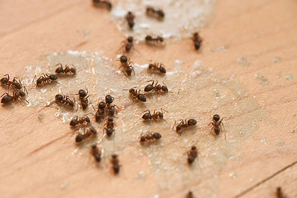 Best Local Pest Control Services  in Mountain View, HI